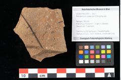 Foto (Objekt + Etikett) von Peridermium palaeopini Ettingshausen (NHMW-GEO-2024-0188-0005)
